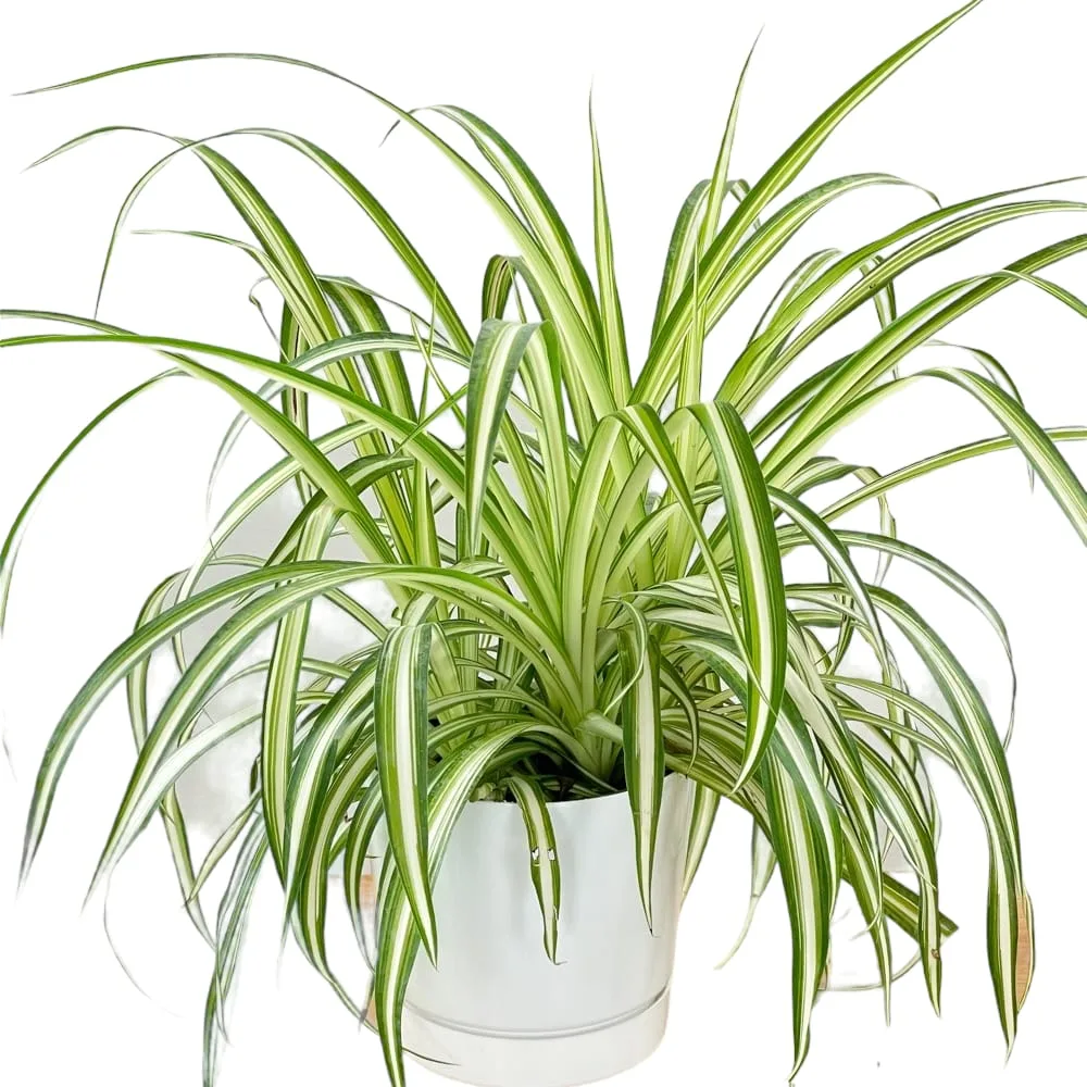 Grow spider plant indoor