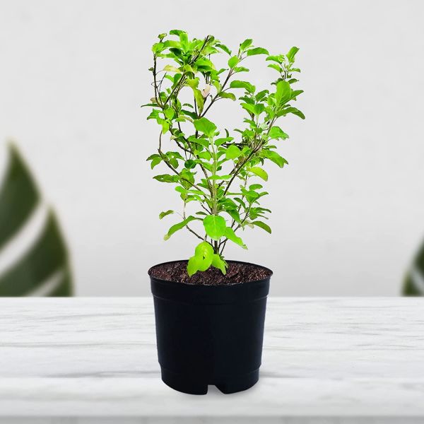 Grow tulsi vastu Plants