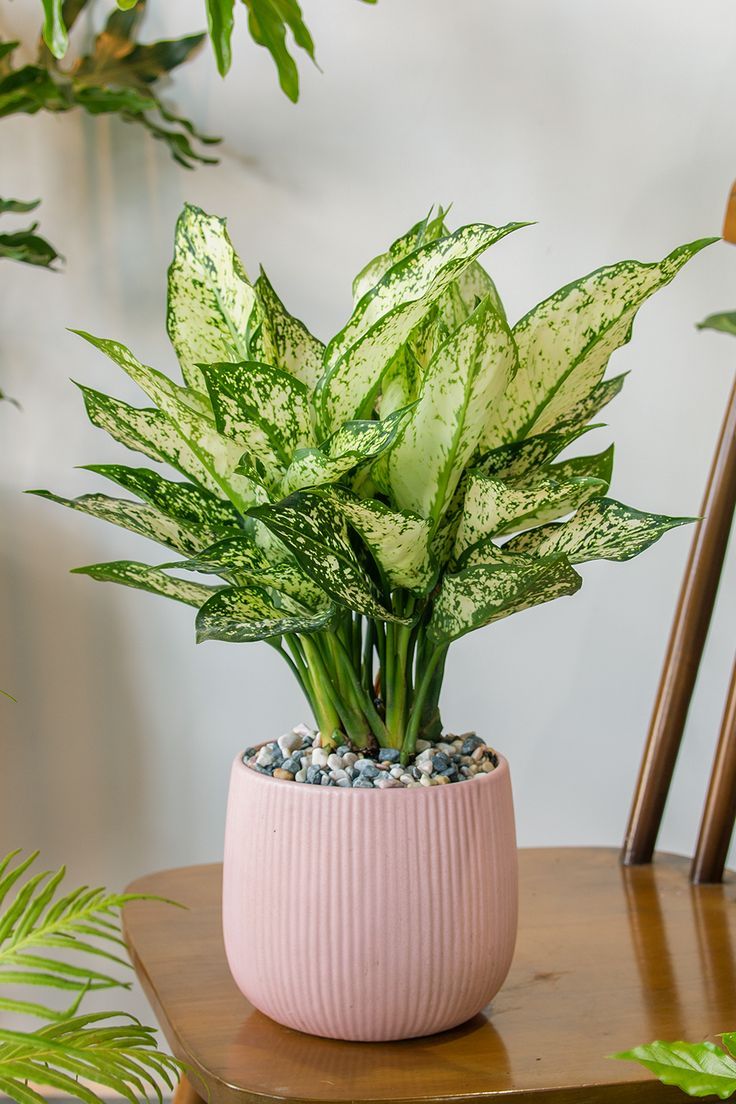 Grow Chinese Evergreen indoor