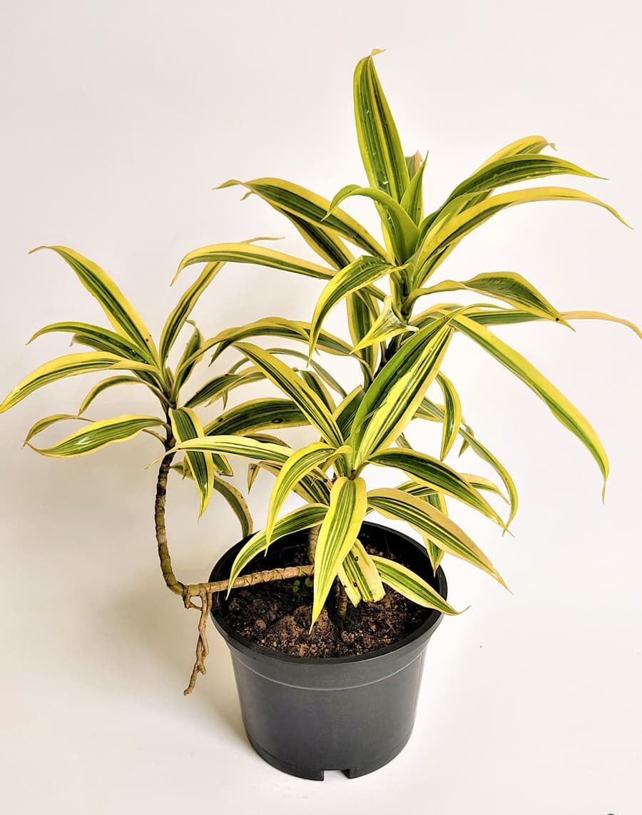 Grow Dracaena indoor