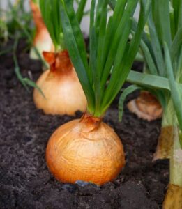 Grow Green Onions Indoors