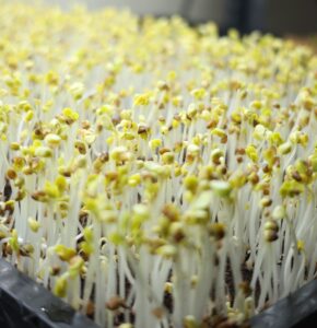 Microgreen Gardening
