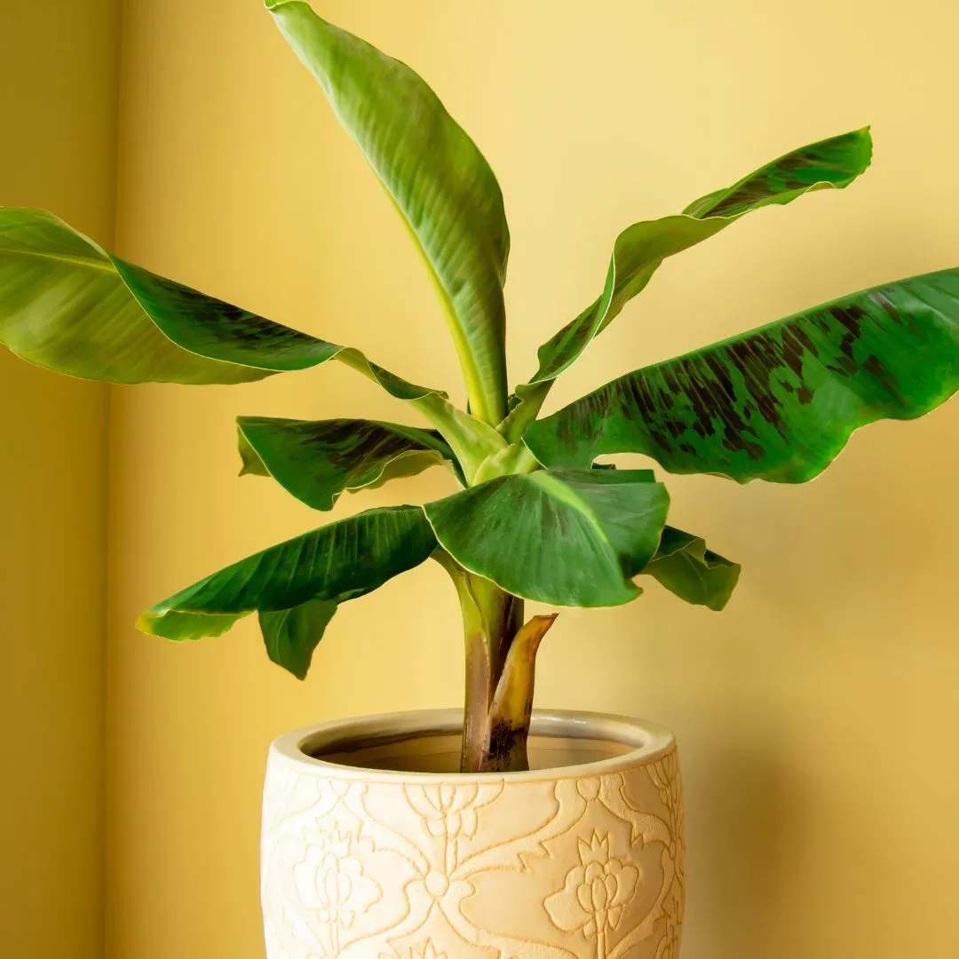 Grow Banana vastu plant