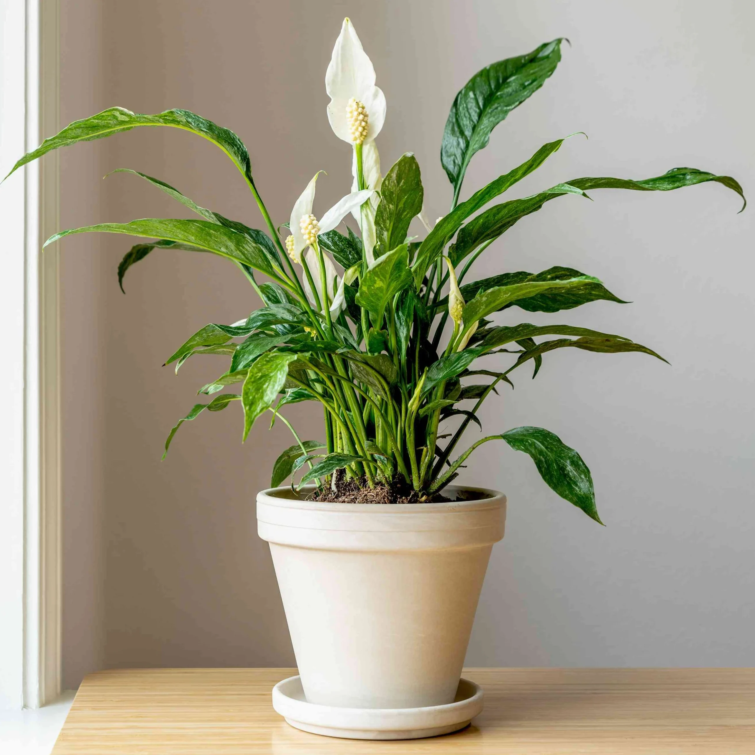 Grow Peace Lily vastu plants