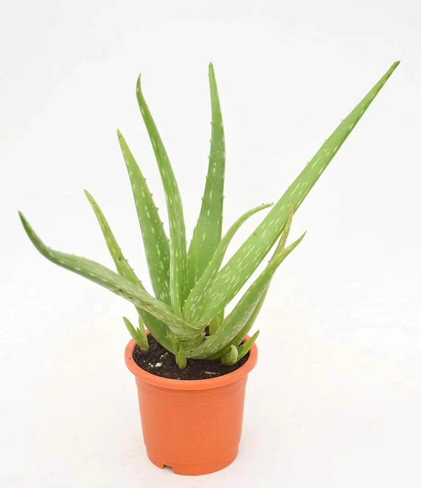 Grow aloe-vera vastu plant