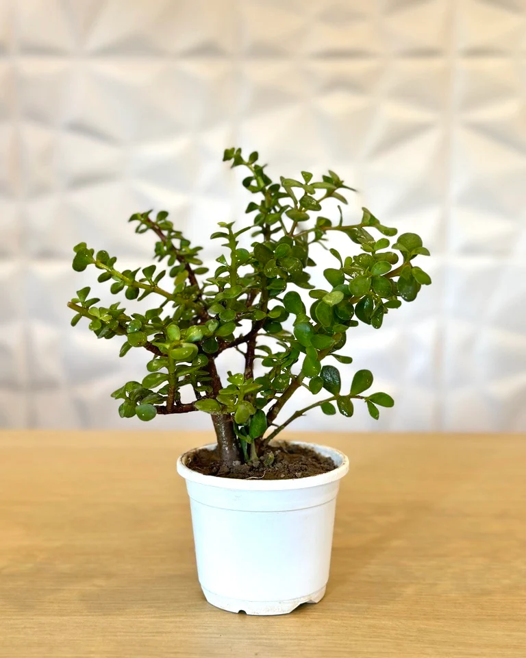 Grow jade vastu plants