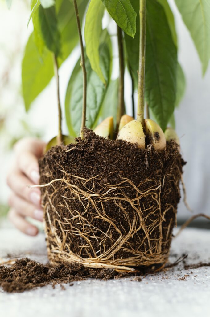 Home gardening
