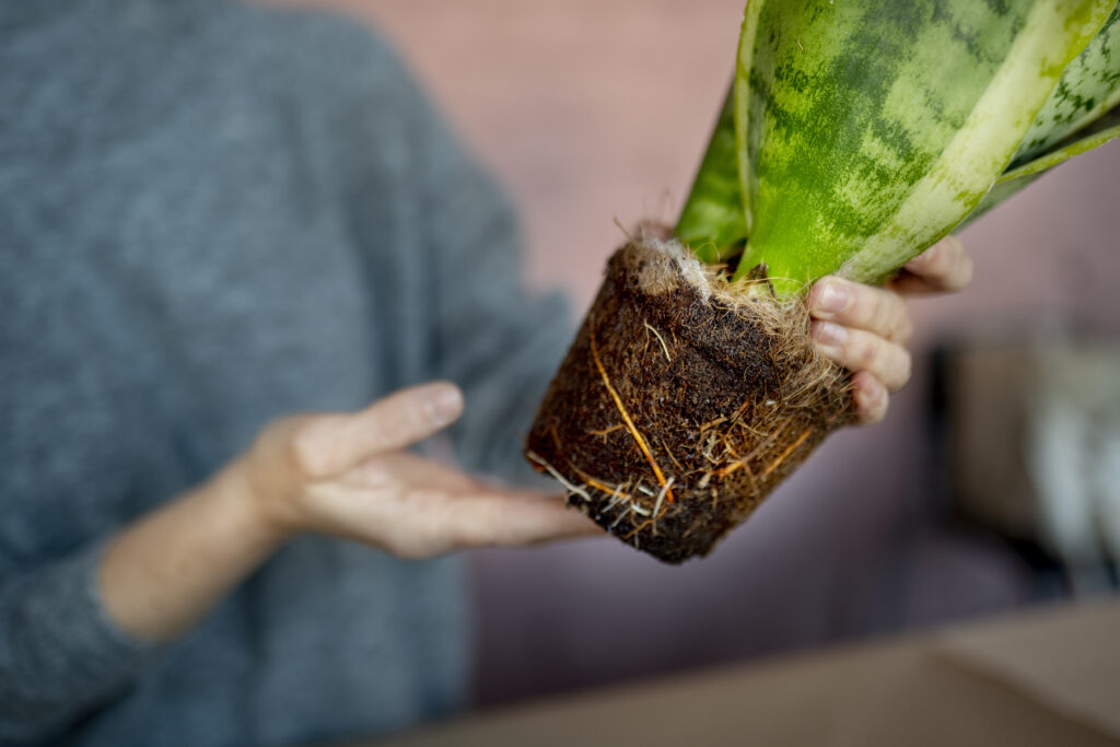 Indoor Gardening