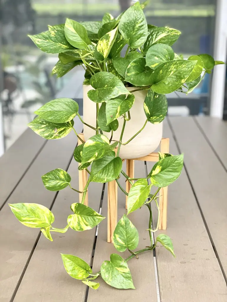 Grow pothos vastu plants