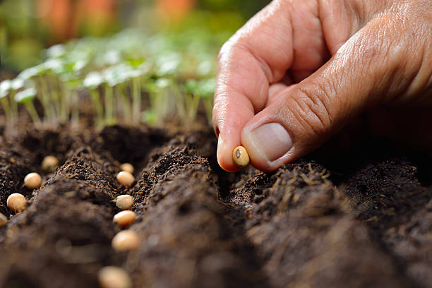 Seed Planting