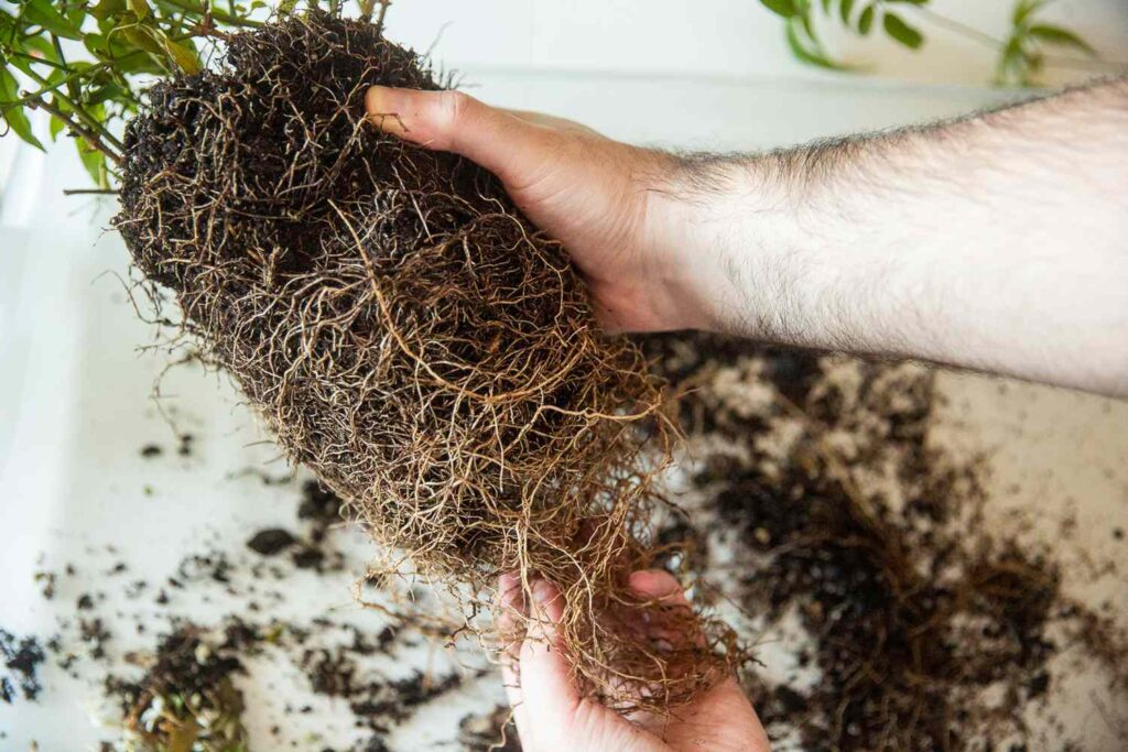 Home gardening