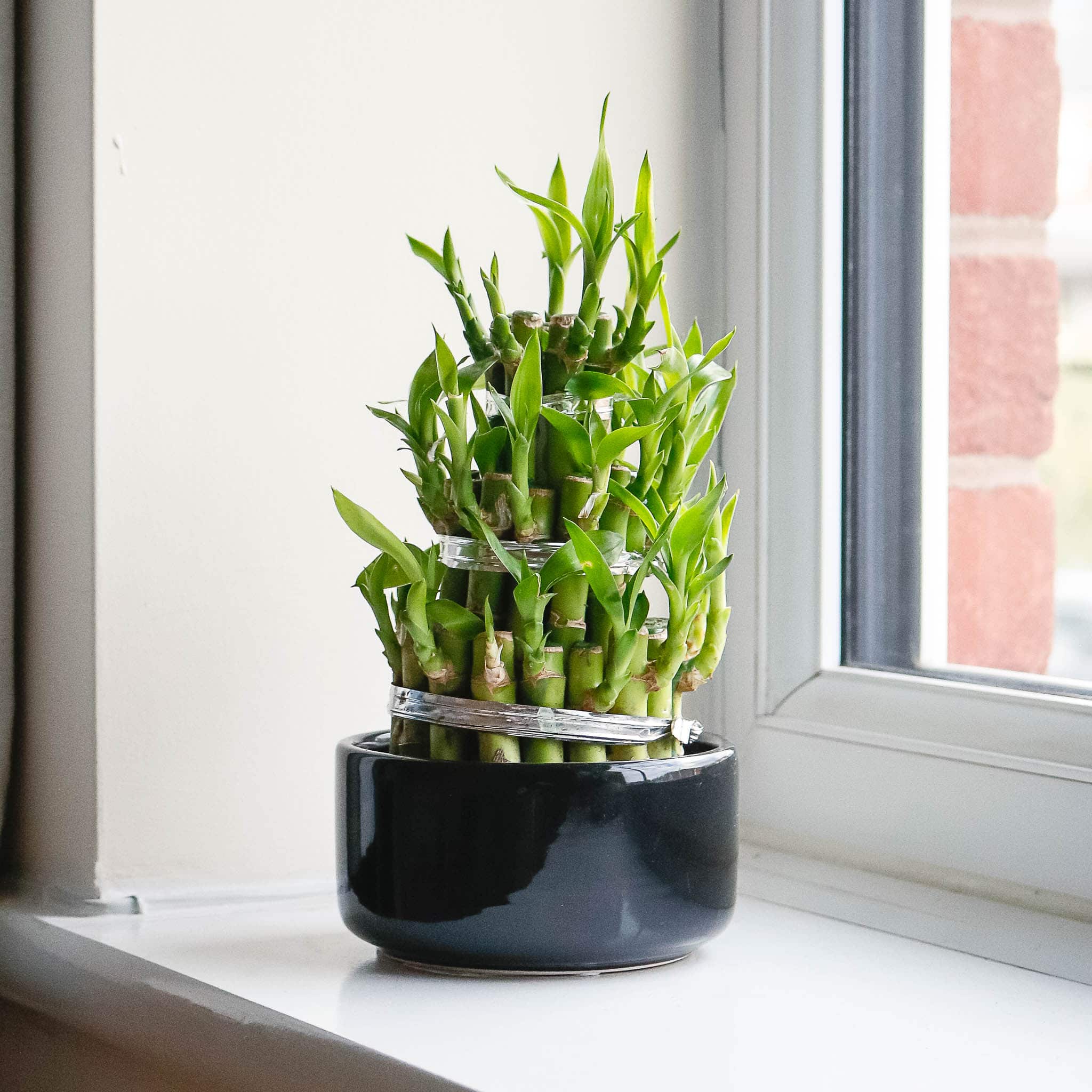 Grow Bamboo Vastu Plants