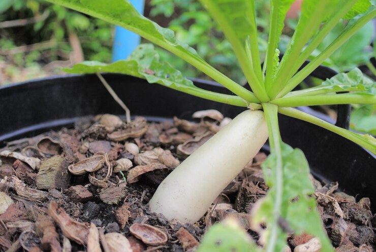 Grow radish at Home
