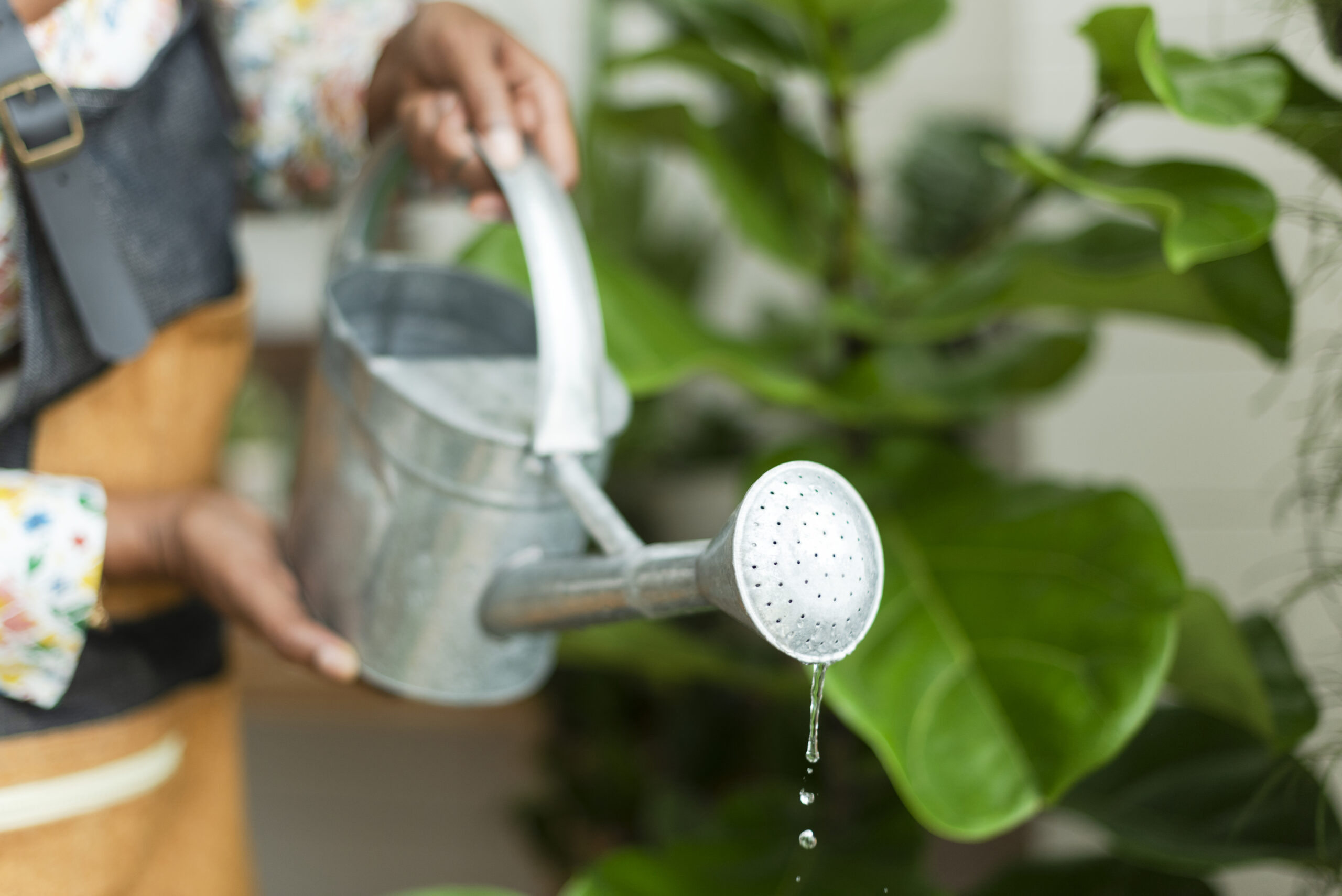 indoor plant gardening