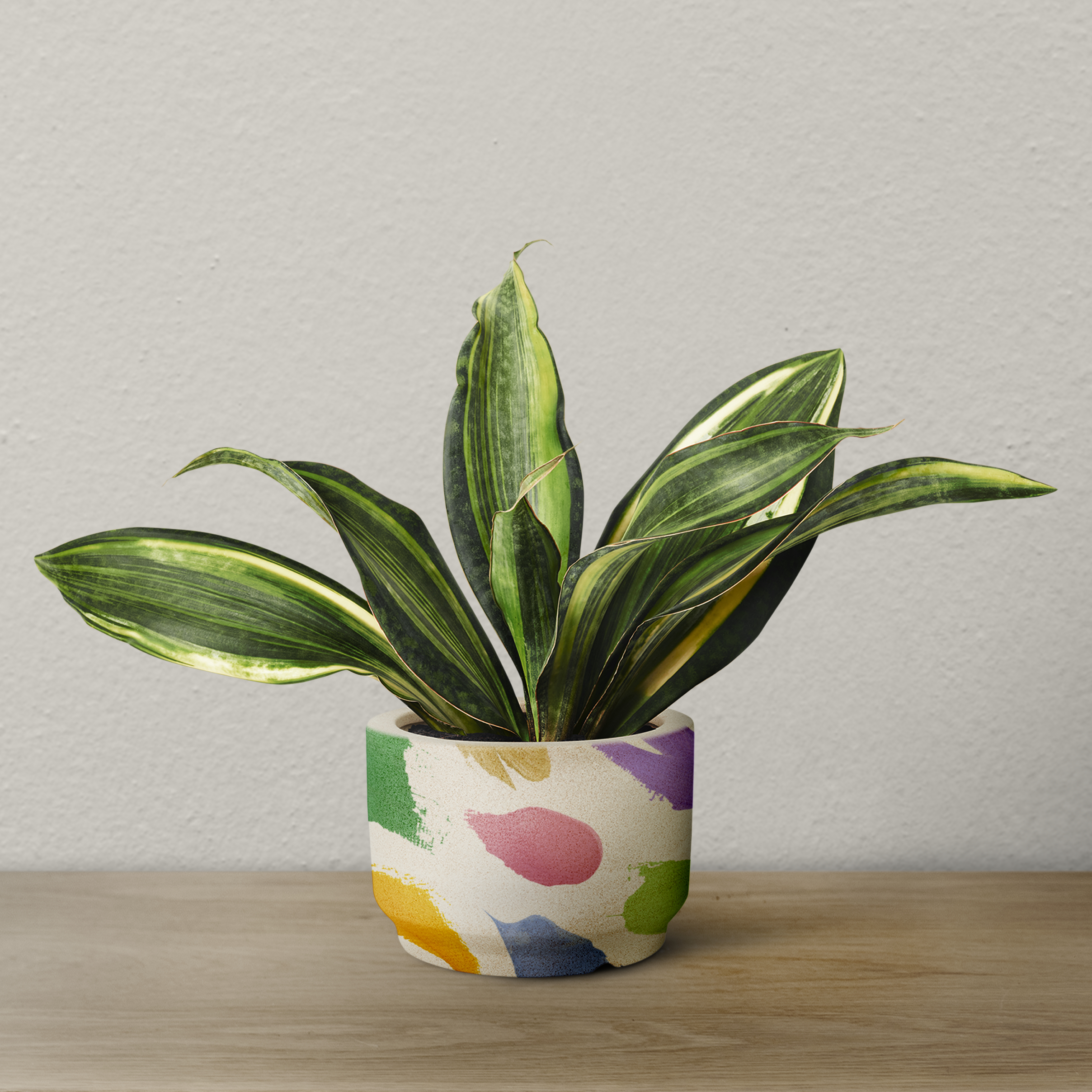 Grow Snake Plant vastu
