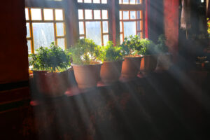 Indoor gardening