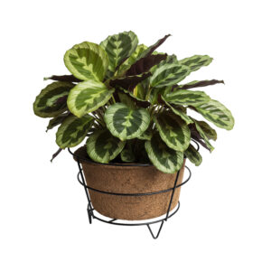 San-Kalpa Coir Pots with Table Top Accessory